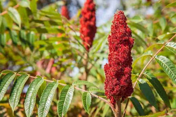 تصویر 3 از قیمت سماق خوشه ای قرمز با کیفیت ارزان + خرید عمده